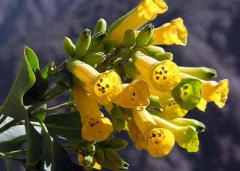 Yabani Tütün Zehirlenmesi Nedir?