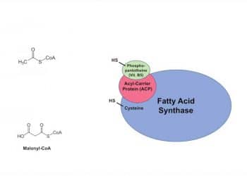 Yağ Asidi Sentaz Kompleksi Nedir?