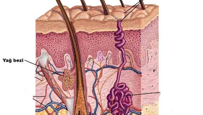 Yağ Bezi Nedir?