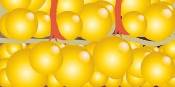 Yağ Depolama Nedir?