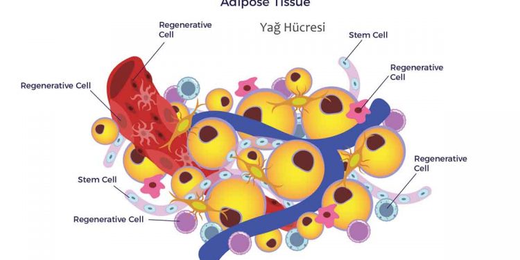 Yağ Dokusu Nedir?