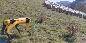Yeni Zelandalı şirket, robot çoban köpeği geliştirdi
