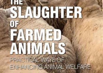 Çiftlik Hayvanlarının Kesimi: Hayvan Refahını Artırmanın Pratik Yolları