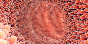 Bağırsak Sağlığında Fırsatlar ve Sorunlar