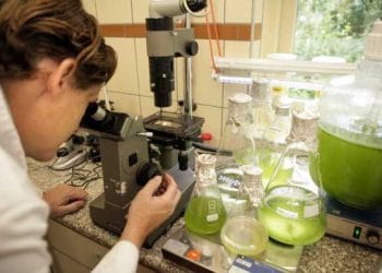 Beslenme ile Broilerin Kemik Mukavemetini Artırma