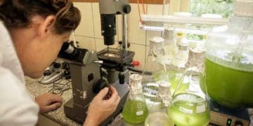 Beslenme ile Broilerin Kemik Mukavemetini Artırma