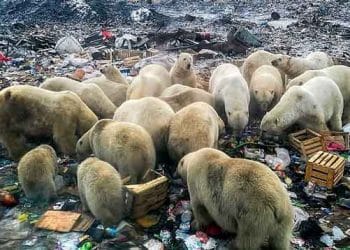 Canlıların nesli tükeniyor: Dünyada '6. kitlesel yok oluş' beklenenden daha hızlı yaşanıyor