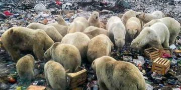 Canlıların nesli tükeniyor: Dünyada '6. kitlesel yok oluş' beklenenden daha hızlı yaşanıyor