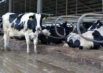 Çevresel Mastitis
