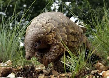 Çin, koronavirüsü insanlara bulaştırdığı düşünülen Pangolin ilaç listesinden çıkardı