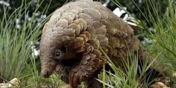 Çin, koronavirüsü insanlara bulaştırdığı düşünülen Pangolin ilaç listesinden çıkardı
