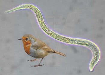 Evcil Kuşlarda Sık Rastlanan Parazitler