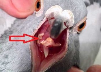 Evcil Kuşlarda Trichomoniasis (Pigeon Canker)