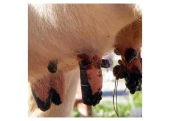 İneklerde Meme Başı Siğilleri (Papillomatosis)