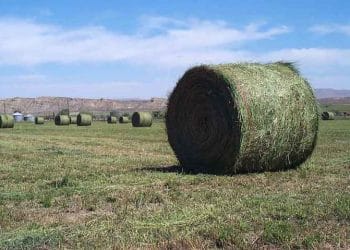 Kaba Yemi "KABACA" Düşünmeyelim