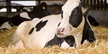 Kazancın Kilit Noktası: Geçiş Dönemi