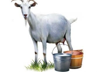 Keçi ve Keçi Sütü