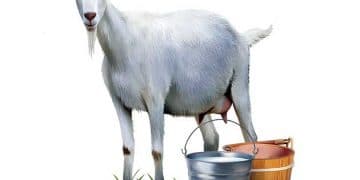 Keçi ve Keçi Sütü