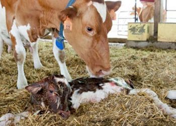 Kolay Buzağılamanın Güvenilirliği