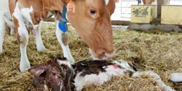 Kolay Buzağılamanın Güvenilirliği