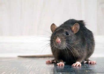 Koronavirüs Sıçanları Neden Saldırganlaştırıyor?