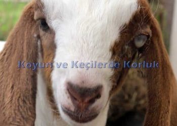 Koyun ve Keçilerde Körlük