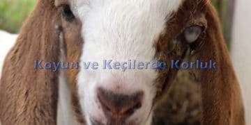Koyun ve Keçilerde Körlük
