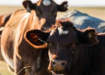 Leptospirosis Hastalığı