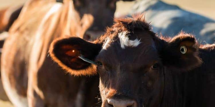 Leptospirosis Hastalığı