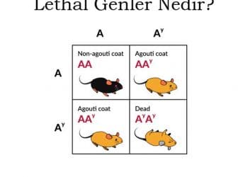 Lethal Genler Nedir? Genetikte Letal Genlerin Yeri