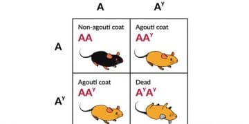 Lethal Genler Nedir? Genetikte Letal Genlerin Yeri