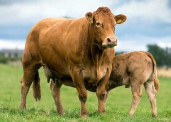 Limousin Etçi Sığır Irkı