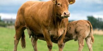 Limousin Etçi Sığır Irkı