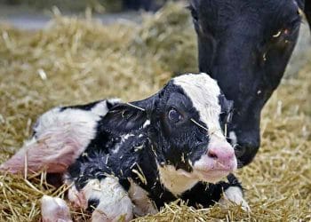 Loğusa inekleri destekleyelim