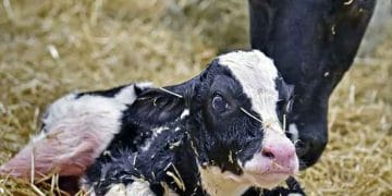 Loğusa inekleri destekleyelim