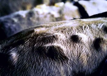 Nokra (Hypodermosis)