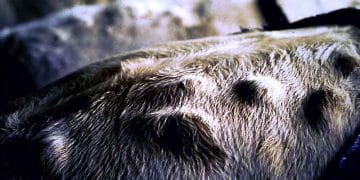 Nokra (Hypodermosis)