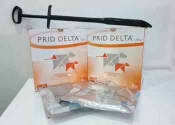 Prid Delta