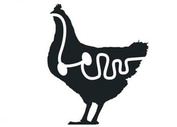 Tavuklarda Bağırsak Virüslerinin Etkileri