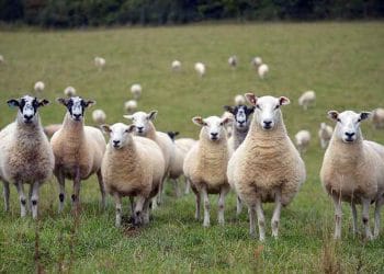 Unutturulan Bir Hayvancılık Dalı 'Koyunculuk'