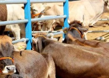 Veteriner Hekimlerden kurban hizmetleri için ek tedbir talebi
