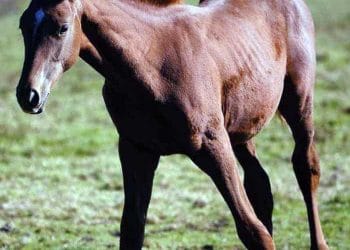 Wobbler Sendromu Nedir?