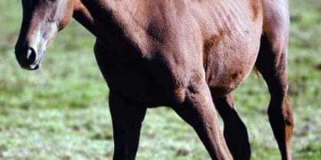 Wobbler Sendromu Nedir?