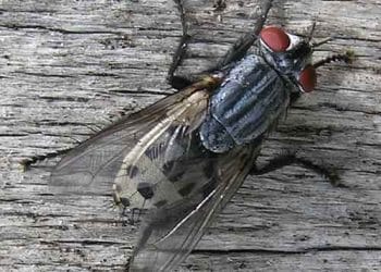 Wohlfahrtia Magnifica Nedir?