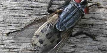 Wohlfahrtia Magnifica Nedir?