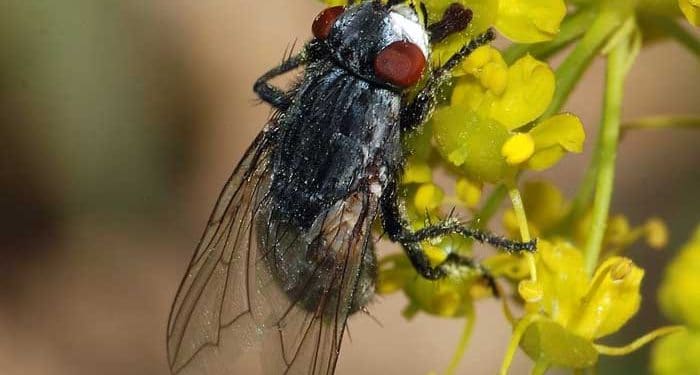 Wohlfahrtia Nedir?