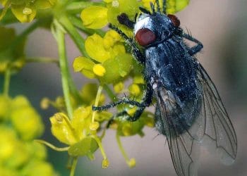 Wohlfahrtia Opaca Nedir?