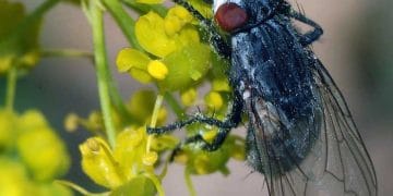 Wohlfahrtia Opaca Nedir?