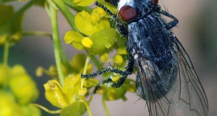 Wohlfahrtia Opaca Nedir?