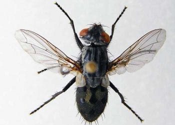 Wohlfahrtia Vigil Nedir?